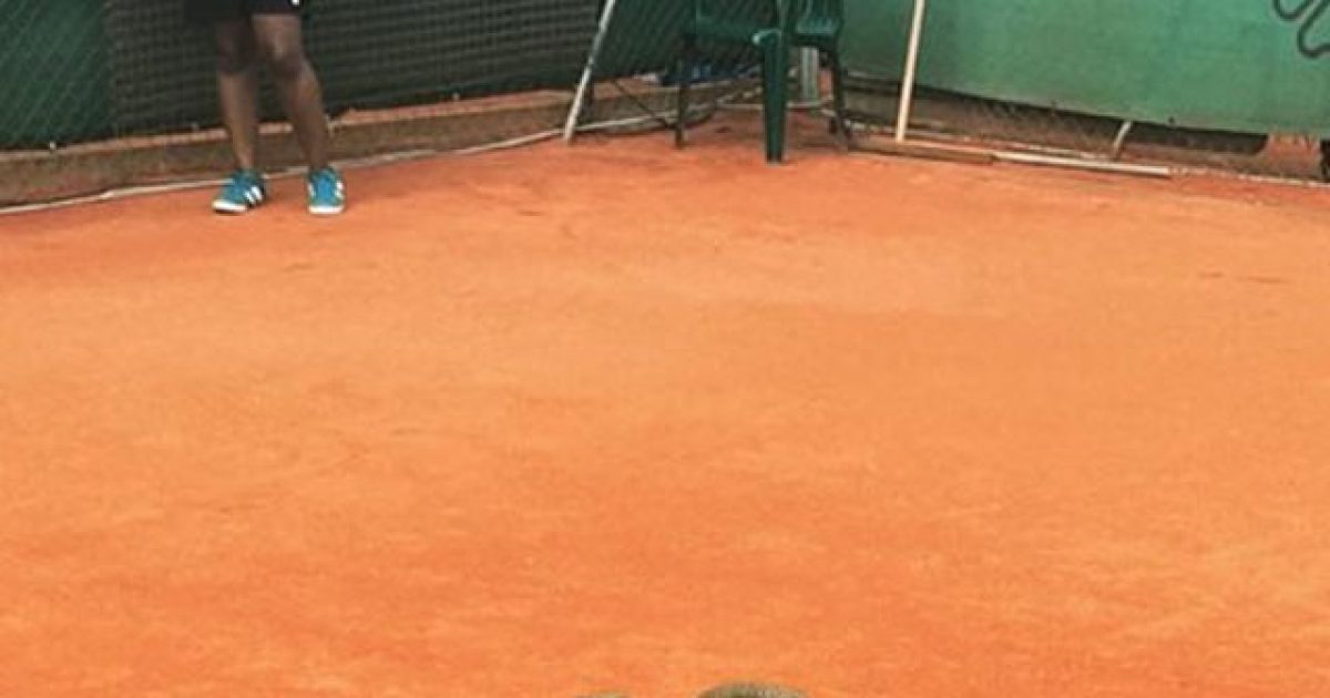 cobraquadra-1 Medias